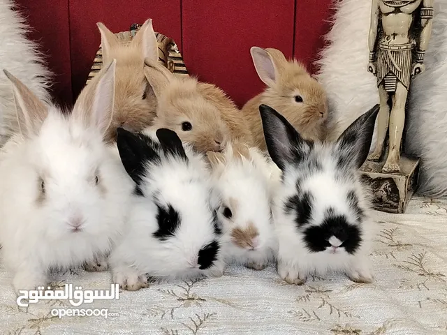 ارانب زينه انجورا في حلوان
