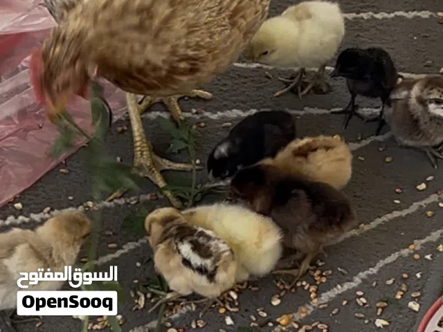 دجاجة محلية مع الصيصان