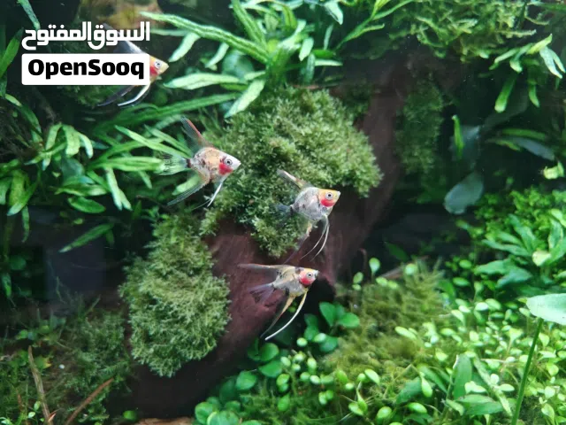 Angel fish Red Devil vails