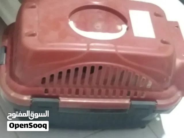 قطة سكوتتش لطيفه جدا جدا