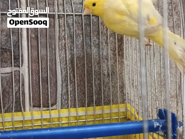 طيور للبيع في الزرقاء