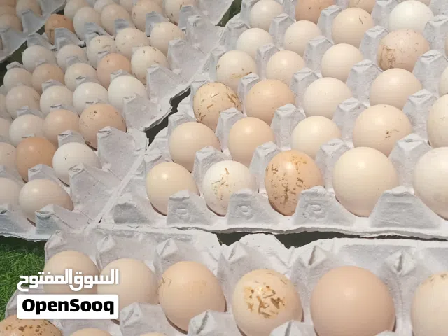 بيض هجين فرنسي ممتاز عالي التخصيب