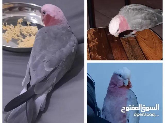 بغبغاء كوكاتو جالا (مفقود في المعبيلة الجنوبية)