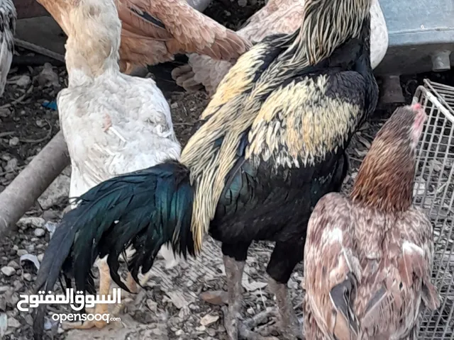 جاج  باكستاني