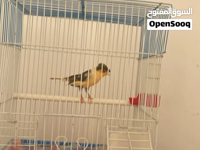 عصفورين جغل وواحد كناري للبيع مع بعض