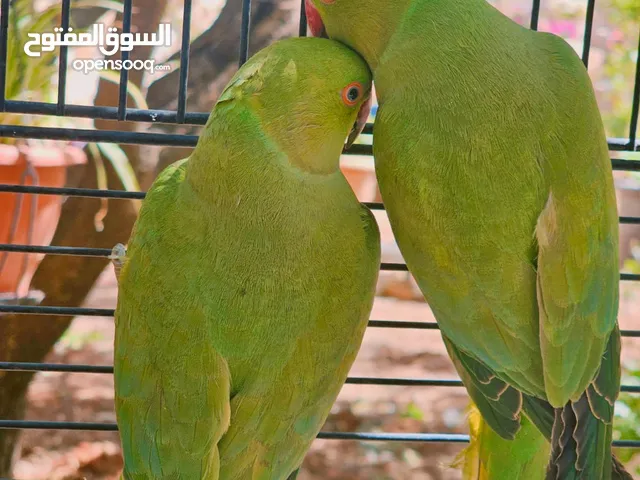 جوز ببغاء درة اليفات