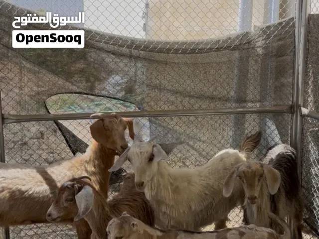للبيع أو للبدل ب جعد