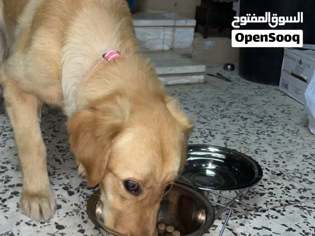 جولدن ريتريفر أنثى