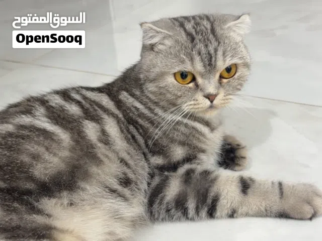 للبيع قطه سكوتش فولد وبنتها