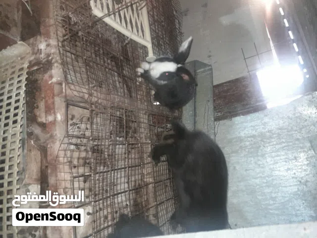 ارانب بهجين للبيع