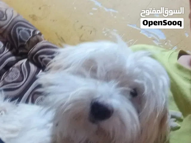 گلب منزلي الف ببيع