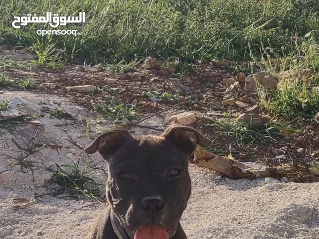 انثى بيتبول العمر 3 اشهر للبيع قابل للتفاوض