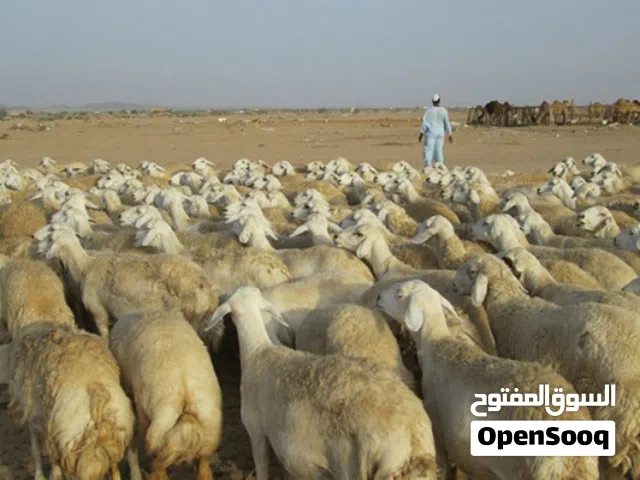 راعي حلال سوداني ابحث عن عمل إلى السعودية خبرة ممتازة. كل ما يخص الحلال