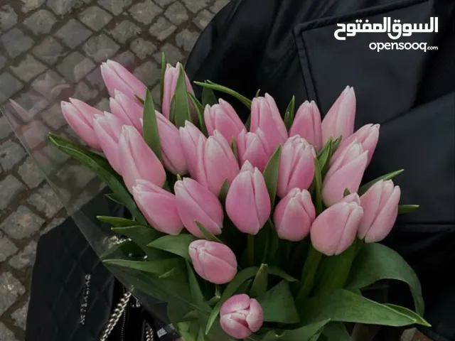 ملكه أحمد سيد احمد