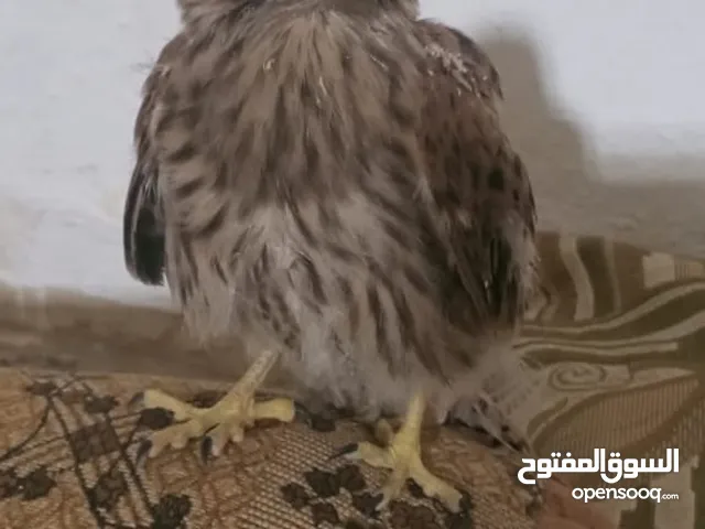 طيور للبيع