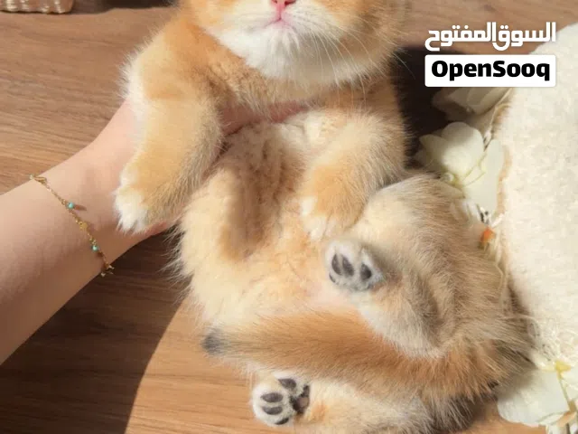 سكوتش ستريت شورت هير ny12