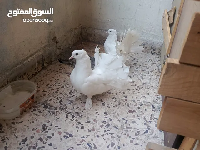 جوز حمام للبيع شغال في فحل للبيع