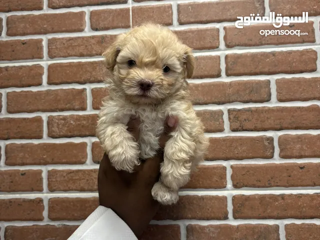 كلاب مالتيبو عمر شهرين صحه تمام مطعمين معه كروت التطعيم
