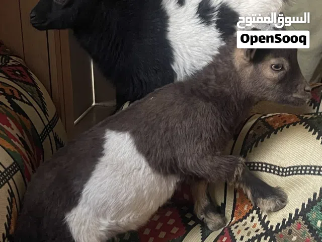 للبيع تيس جيكي العمر من شهرين فوق