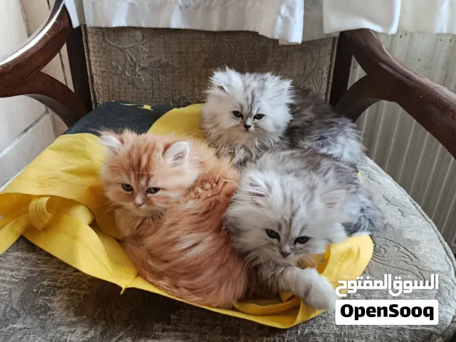 قطط منزلية للبيع