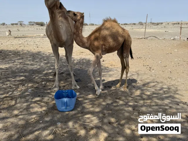 للبيع ناقه تحتها بكره