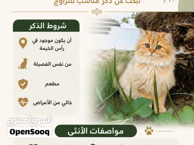 قطة سكوتش ستيريت ny 12 لونج هير تزاوج