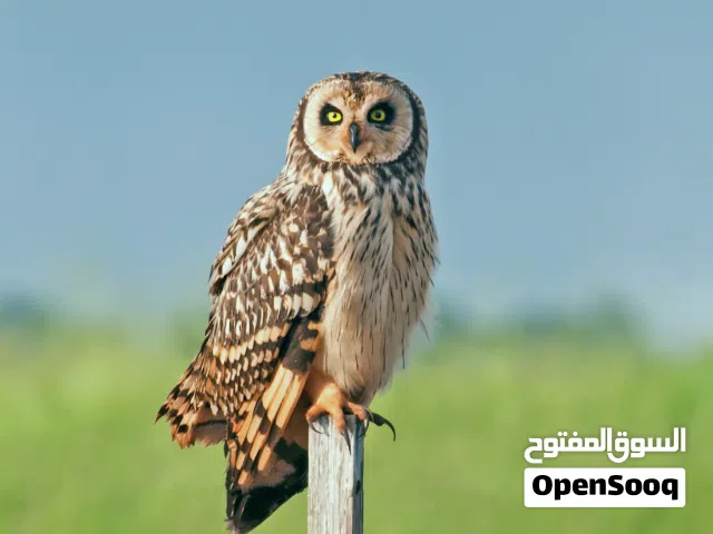 ذكر البو الصمعاء