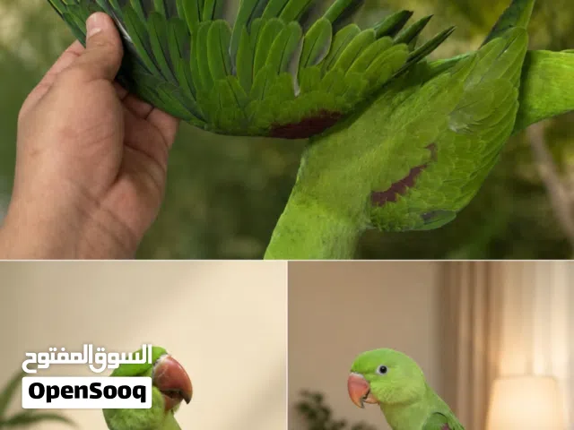 للبيع نيبالي