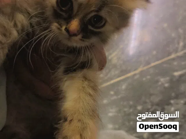 العمر شهر اخر 700