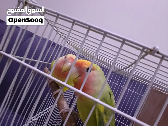 للبيع لافبيرد اخوان الاصفر لاتينو عيونه حمرا
