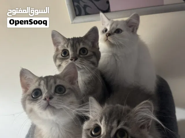 ثلاث ذكور للبيع الواحد ع 500 عمرهم 6 اشهر نوعهم سكوتش ستريت بصحة ممتازه ولعوبين جدا
