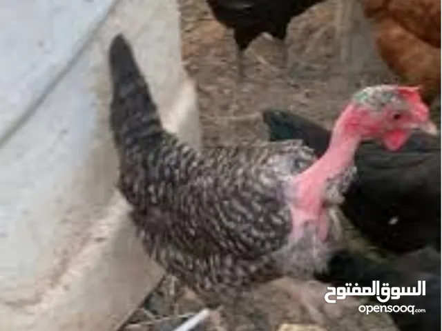 دجاج للبيع
