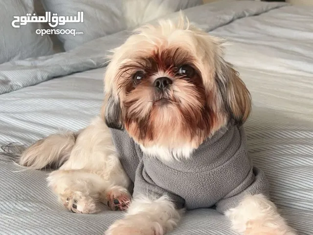 شيتزو انثى مطعمة وجواز السفر موجود