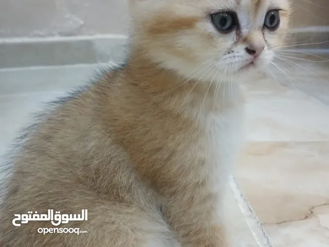 سكوتش ستريت وny11