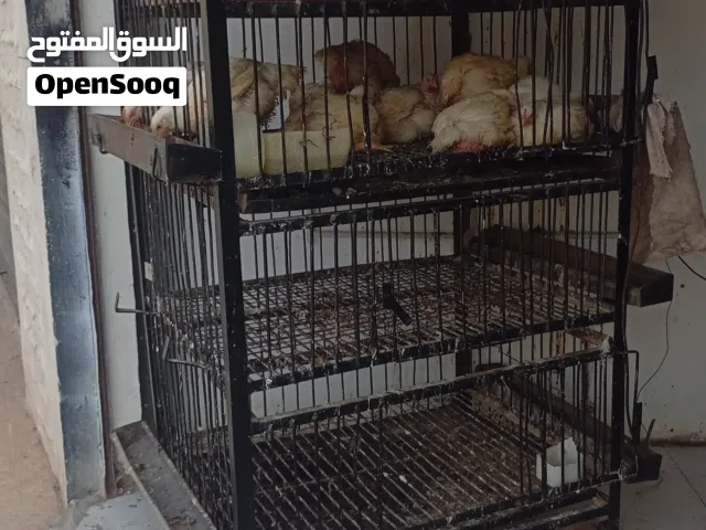 عدت محلات دجاج كامله متكامله نظيفه جدا للبيع