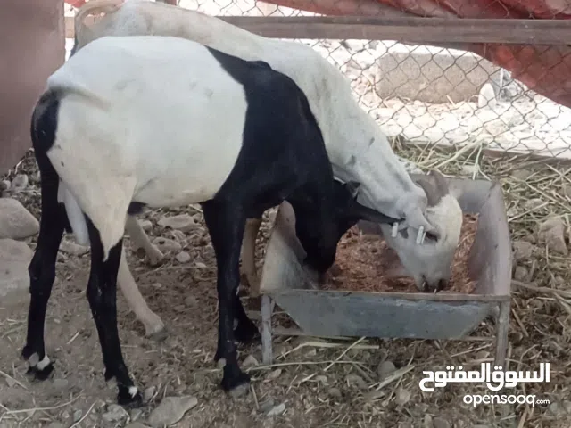 جدايه للبيع مطعومات 5 شهور