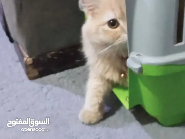 قط هيمالايا