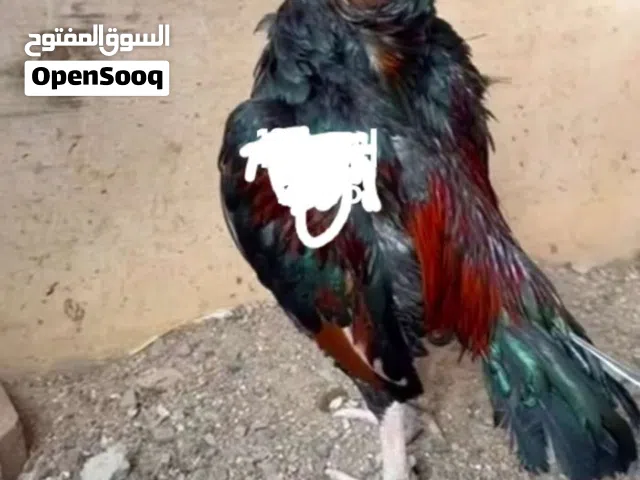 للبيع بتشوت باكستاني العدد 3 النوع موالي بيور امروها دجاجه اثنين واحد ديك العمر 5 أشهر
