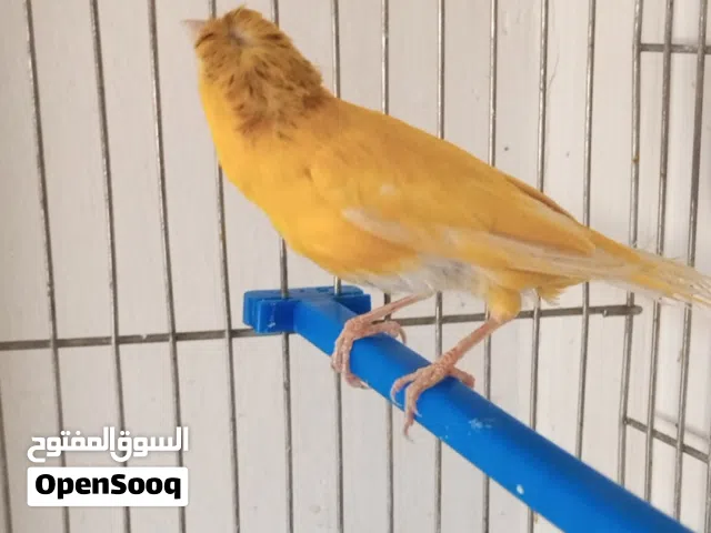 طيره كناري جاهزه وبكريه باضت من دون فحل