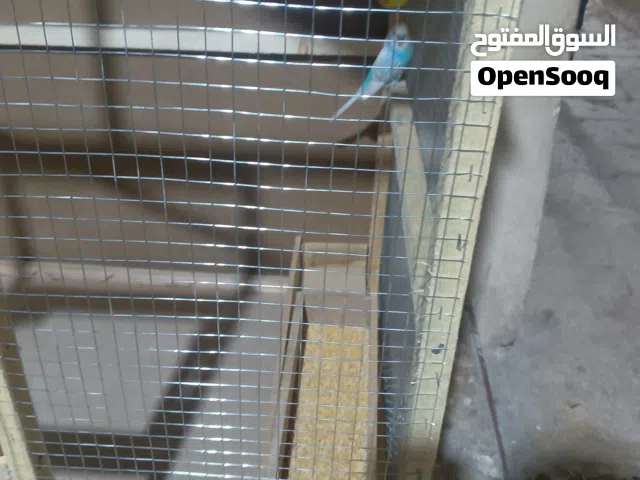 جوز حب مع مطير تفصيل
