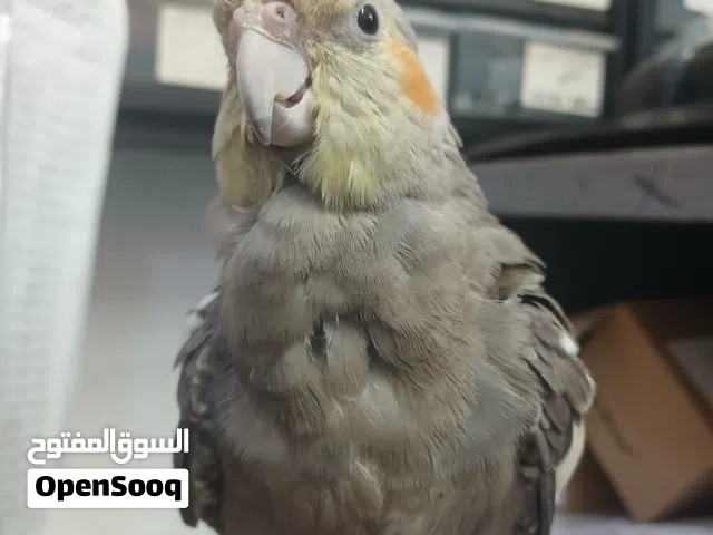 كوكتيل للبيع