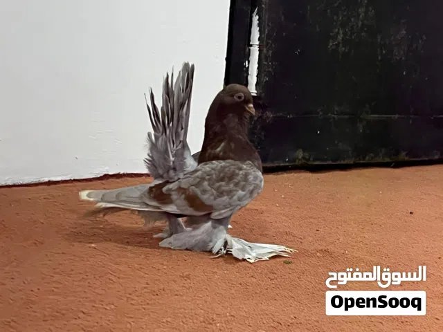 بسم الله ماشاء الله    4طريفات روسي