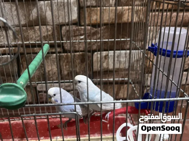 زوج عصافير حب