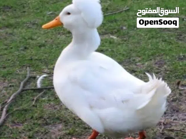السلام عليكم شباب مطلوب افراخ بشوش كون