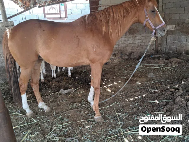 حصان نثيه اصيلة كلش اليفه وحامل عليها 5 اشهر