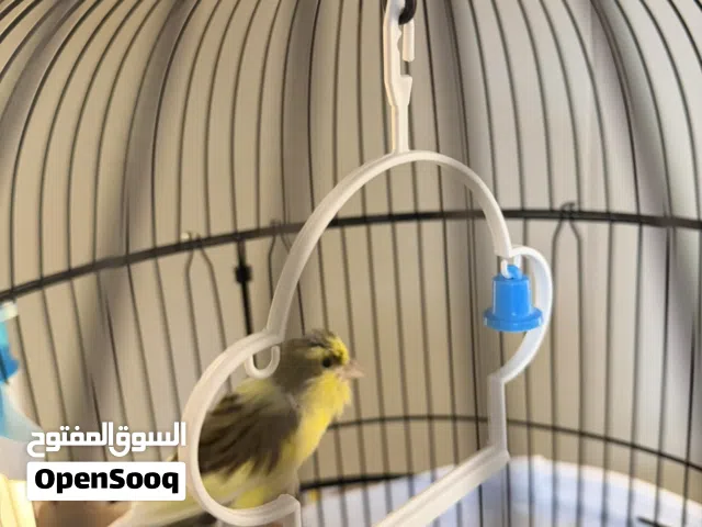 كناري سوري ذكر ماشاء الله صحتة جيدة