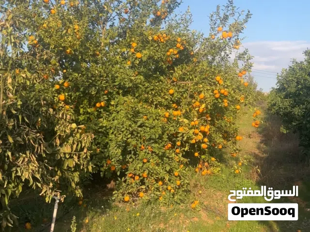 Farm Land for Sale in Tripoli Tajura