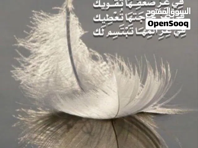 ابحث عن وظيفة سكرتير او مدخل بيانات او علاقات عامة او مندوب