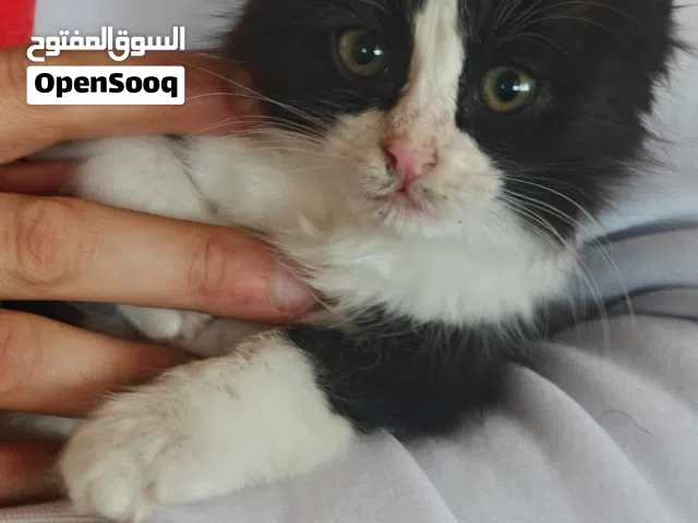 قط عمر شهر ونص للتبني