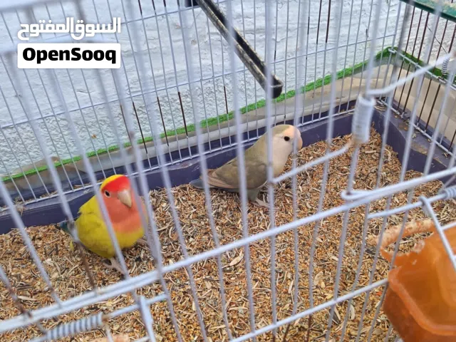 طيور للبيع
